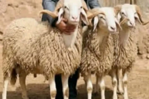 أزمة الكباش في الجزائر: بين ضغط السوق، تحديات الإنتاج، ومحاولات ضبط الأسعار