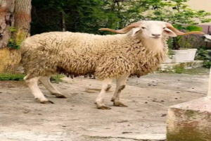 العبد في البيوت الجزائرية..  الفرح الذي يسبق قدومه